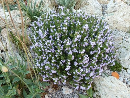 Балканска  чубрица,многогодишна- satureja montana (7021)